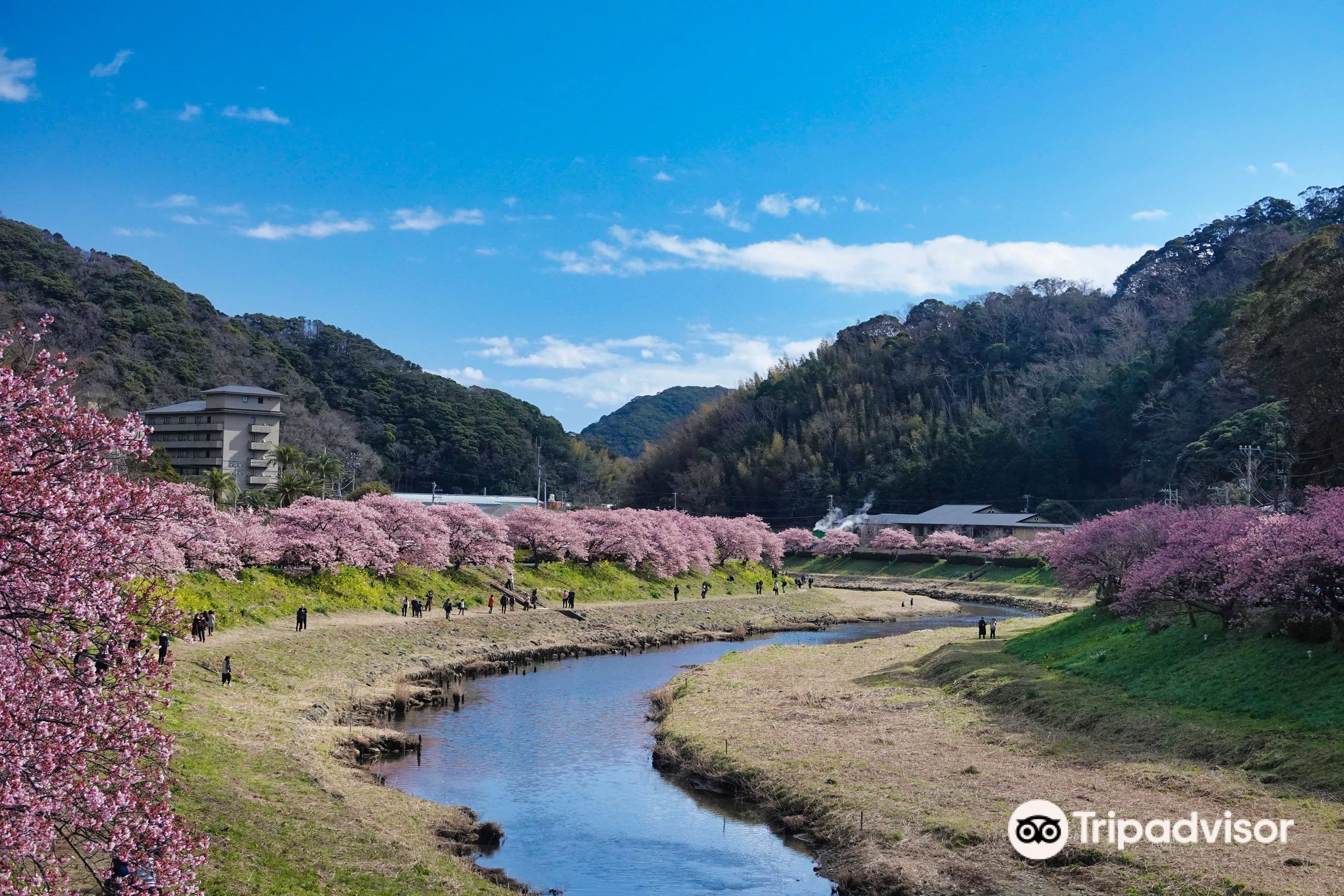 🌸 남쪽의 벚꽃과 유채꽃 축제 (미나미노사쿠라와 나노하나 마츠리) 이미지 9